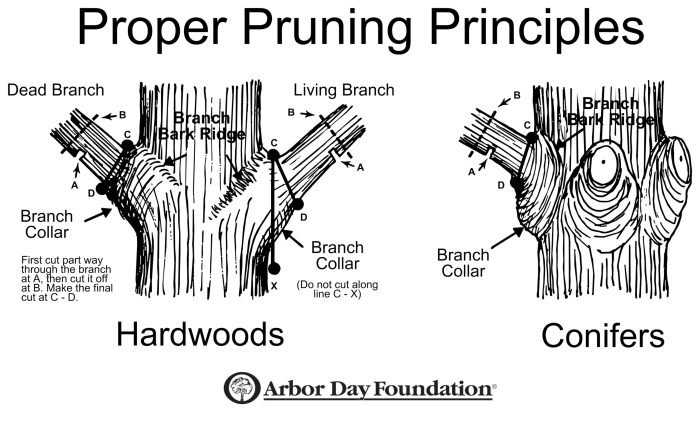 Pruning tis prune trimming