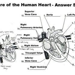 The cardiovascular system haspi 13a answers