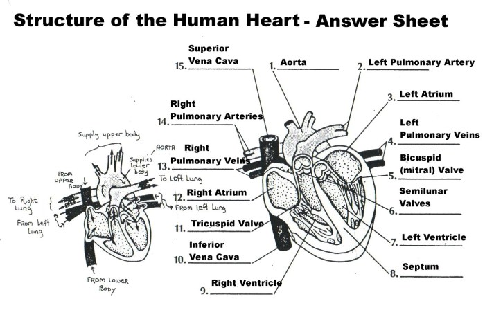 The cardiovascular system haspi 13a answers