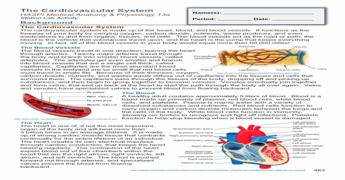 The cardiovascular system haspi 13a answers