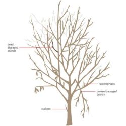 Prune a tree branch crossword