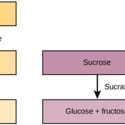 Match the enzyme to its action in carbohydrate digestion