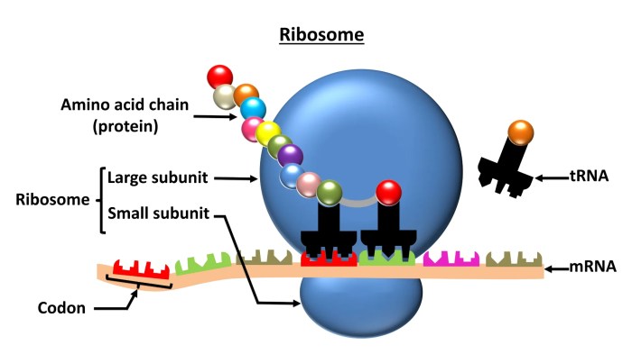 Chloroplast labeled ribosomes photosynthesis chloroplasts explain mitochondria synthesis organelles membrane plastids accompany cytoplasm respiration subunit algae present cbse vedantu